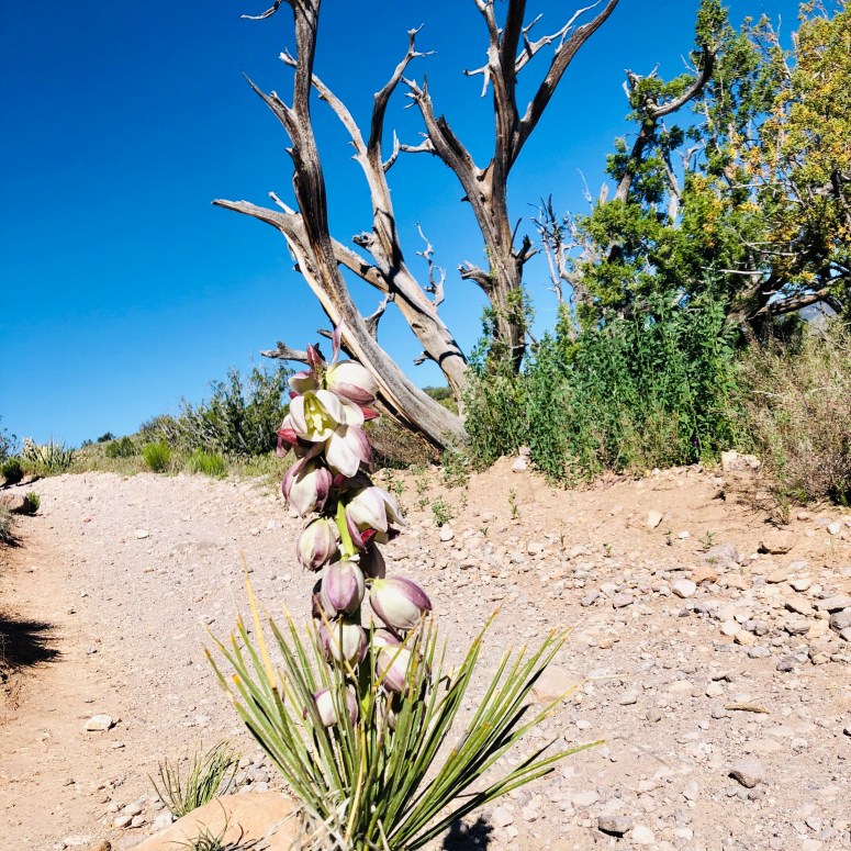 yucca