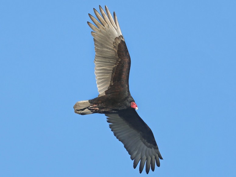 turkeyvulture